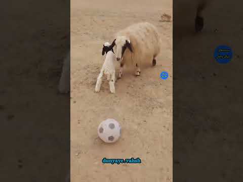 ما را دنبا ل کنید و از مستندهای حیات وحش با موضوعات کامل لذت ببرید