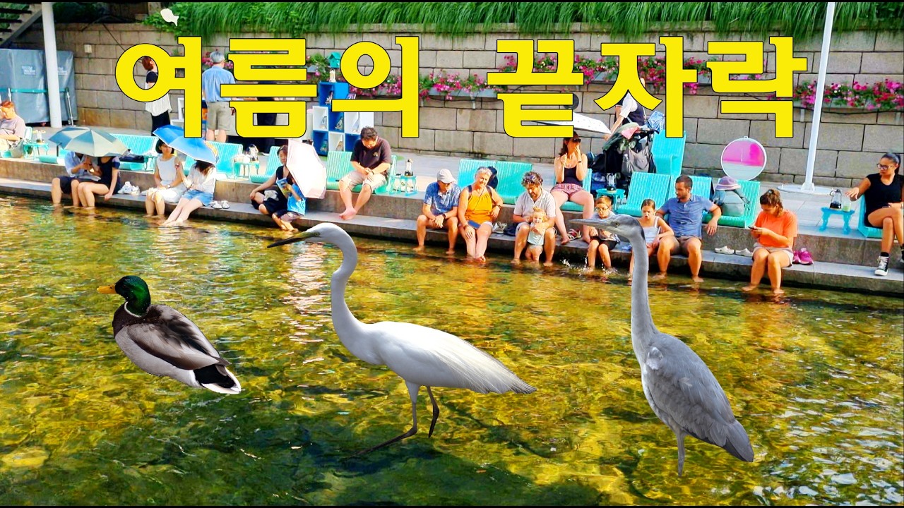 가족단위의 외국관광객들이 청계천을 좋아하는 이유?🦢🦢🦆/ 물고기사냥 / 즐거하는 관광객들 / 날으는 백로 #외국인반응 #청계천 #travel #seoul #korea
