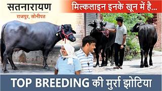 TOP BREEDING की मुर्रा झोटिया - मिल्कलाइन इनके खून में है... SATNARYAN RAJPUR, SONIPAT