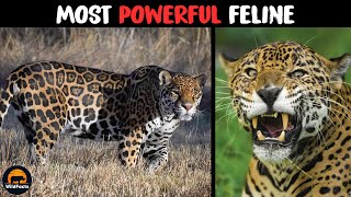 Jaguar – The Most Powerful Feline Pound For Pound