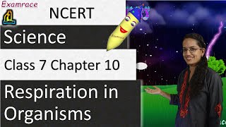 NCERT Class 7 Science Chapter 10: Respiration in Organisms (NSO/NSTSE) | English