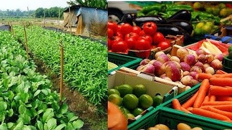 Top 5 Crops That Can Generate You Cash From A Small Plot Of Land In Ghana | Watch Before You Start