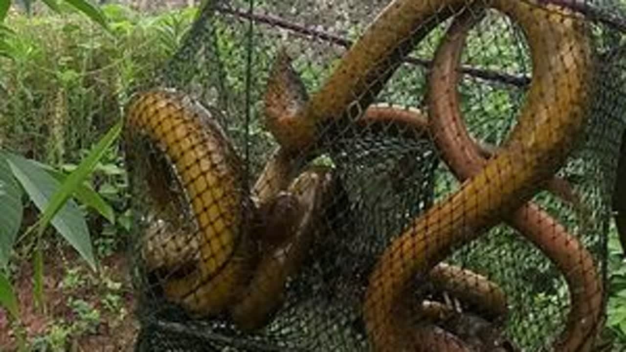 最近打散网了，新网到了直接排爆网点~ #真实户外 #黄鳝 #光芒闪耀的你