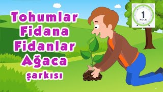 Tohumlar Fidana Fidanlar Ağaca Ağaçlar Ormana Dönmeli Yurdumda Orman Şarkısı Çocuk Şarkıları 1 Saat