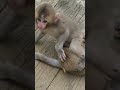 two monkey brothers love mother 😍😍🐒🐒