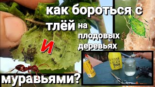 Как Бороться с Тлей и Муравьями на Плодовых Деревьях? Эффективный Метод Борьбы с Тлей и Муравьями