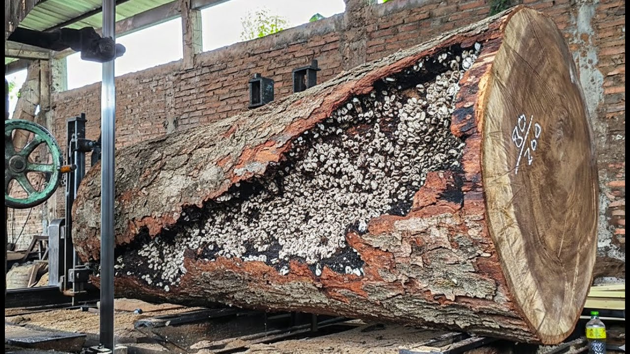 Thrilling Sawmill Action ‼️ Giant Trembesi Tree Rolled Inside the Mill ...
