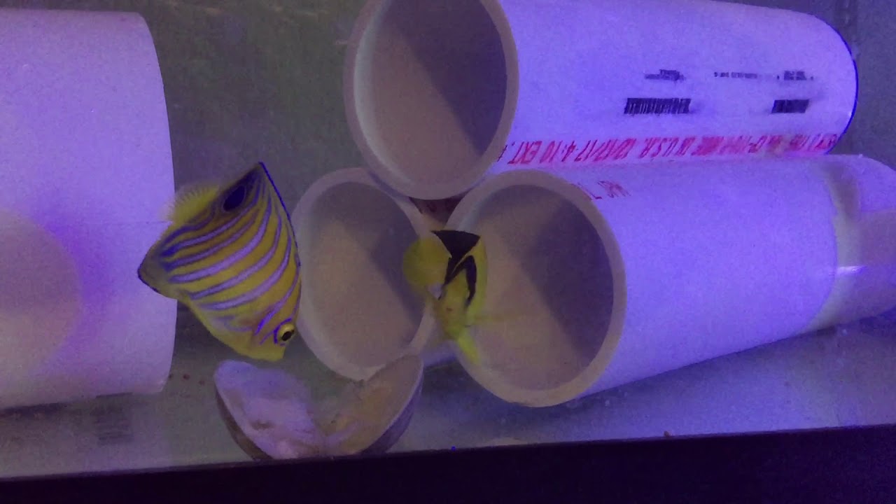 camera iphone 8 plus apk Day 2 Juvenile Regal Angels in QT eating clam