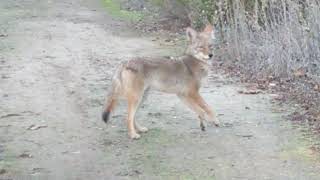 Doberman and coyotes check each other out.