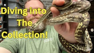 Showing off some Pythons!