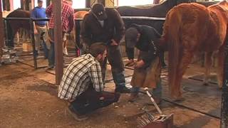 Oklahoma Horseshoeing School