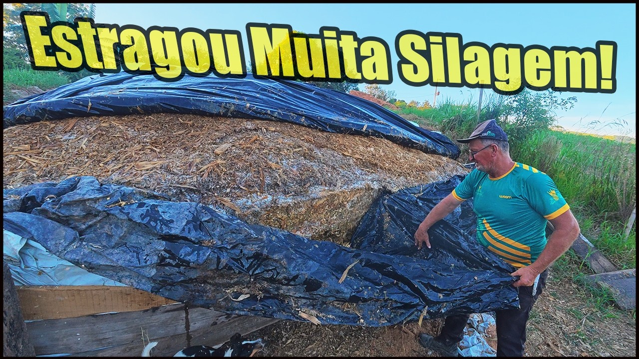 ABRIMOS NOSSA SILAGEM E ESTRAGOU MUITA SILAGEM PELA FALTA DE COMPACTAÇÃO!