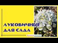 Они не требуют ухода. 12 потрясающих луковичных цветов для сада