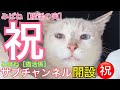 みぱねサブチャン（祝）ご挨拶・サブチャンネル開設しました。みぱね［猫活の実］ぬしの活動実態☆