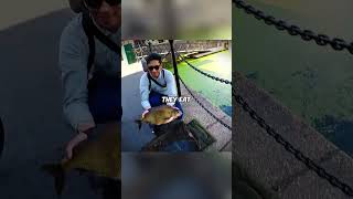Man STEALS Gross Fish To Eat! 🫢