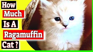 How much is a Ragamuffin cat? Do ragamuffin cats shed a lot?