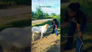 Download Lagu Story Wa Mojang Domba‼️ MP3