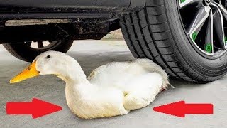 EXPERIMENT Car vs Real Duck, Food Long Balloons! Crushing Crunchy & Soft Things by Car screenshot 2