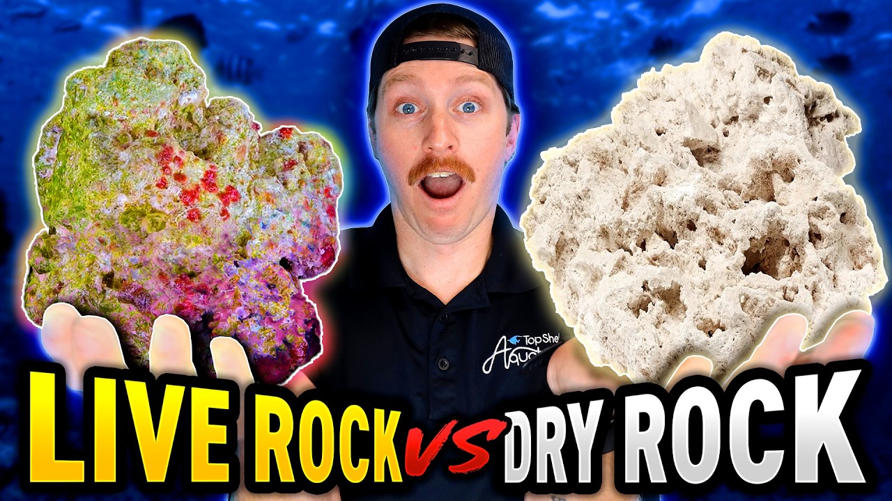 Live Rock VS Dry Rock: Which is BETTER for Your Reef Tank?