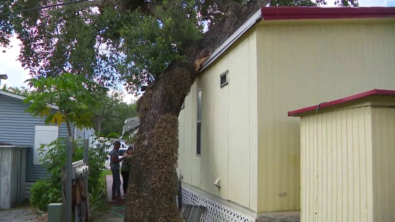 Mobile home park agrees to remove leaning oak tree after homeowner ...