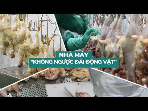 Video Cận cảnh nhà máy giết mổ gia cầm hiện đại 