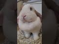 cute bunny #うさぎ #bunny #minilop #rabbit #pets #cute