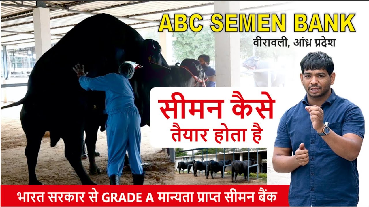 भारत में A GRADE सीमन कैसे तैयार होता है ? ABC SEMAN BANK, VEERAVALLI