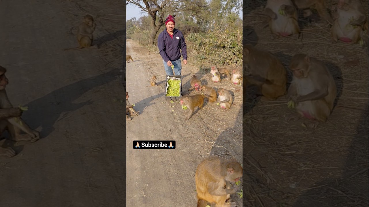 Daily वानर सेवा By Team ❣️ 