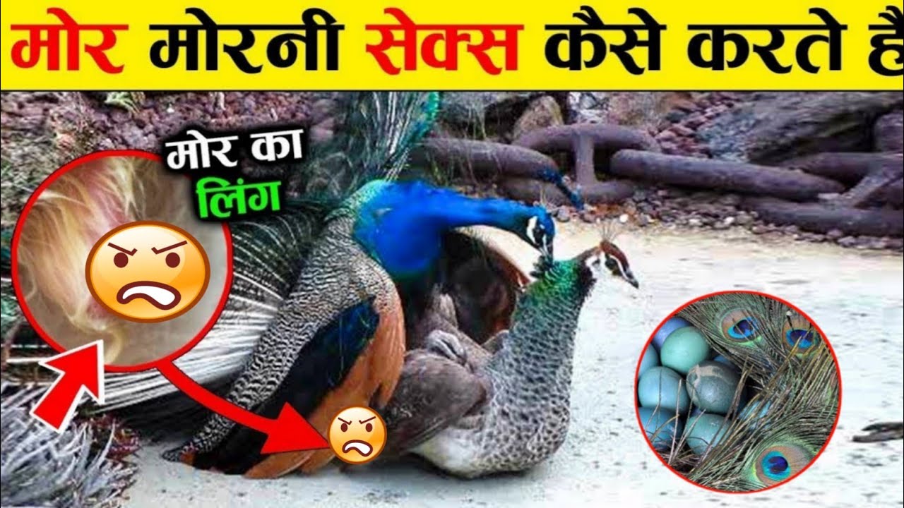 most-amazing-and-interesting-facts-about-peacock-mini-zoo-main