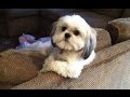 Funny Dogs Acting Like Humans Compilation 2016 || NEW HD