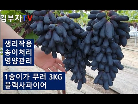 블랙사파이어 갱신고민하시는분이 꼭 보셔야할 영상입니다. 비배관리 당도관리 송이관리등 블랙사파이어 재배를 고민하시기전에 영상을 보세요