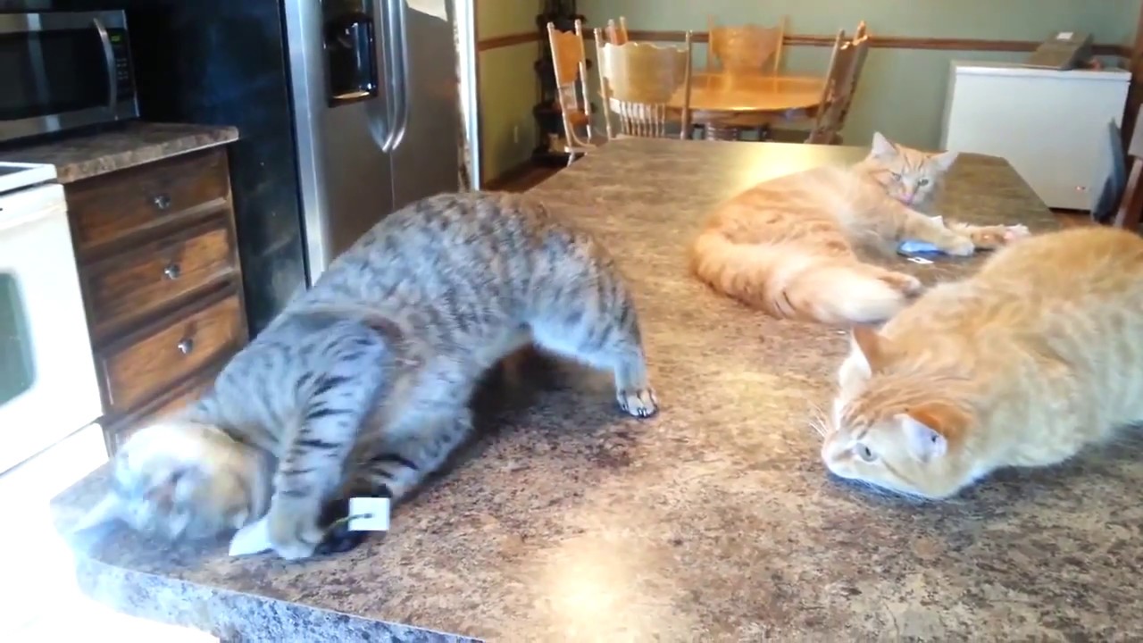 The Catnip High - Blind Cat and Brothers Love the Nip a Bit Too Much!