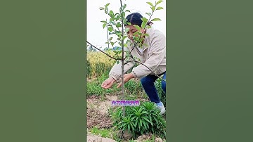 The trunk type branch puller is used to pull the drooping angle of fruit trees in densely planted