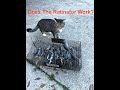 The Ratinator - A Review