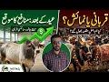 Kurbani Ka Asal Maqsad vs Dikhawa: Aik Parha Likha Farmer Ka Reality Check[2026 Qurbani]🐄📈📉