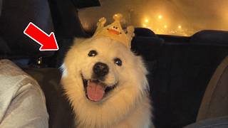 The Most Unpredictable Pet Antics That Left Everyone Completely Speechless | Adorable Animal Fails 😂