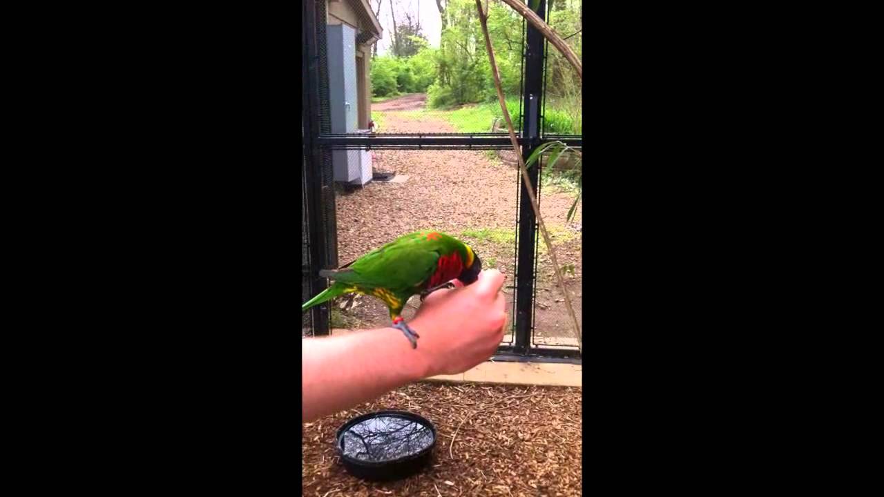 Feeding Birds at the Nashville Zoo at Grassmere YouTube