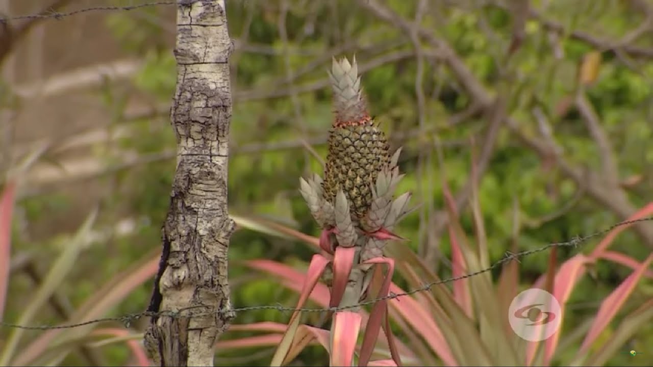 Piña oro miel, una variedad que puede soportar varios meses de sequía ...