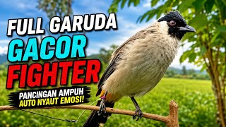 Suara Burung Kutilang Gacor Ribut Auto Nyaut Emosi