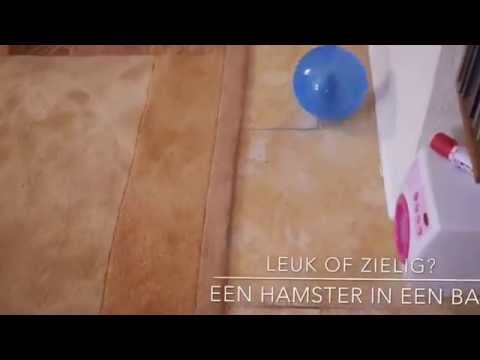 Video: Is Hamsterballe Gevaarlik?