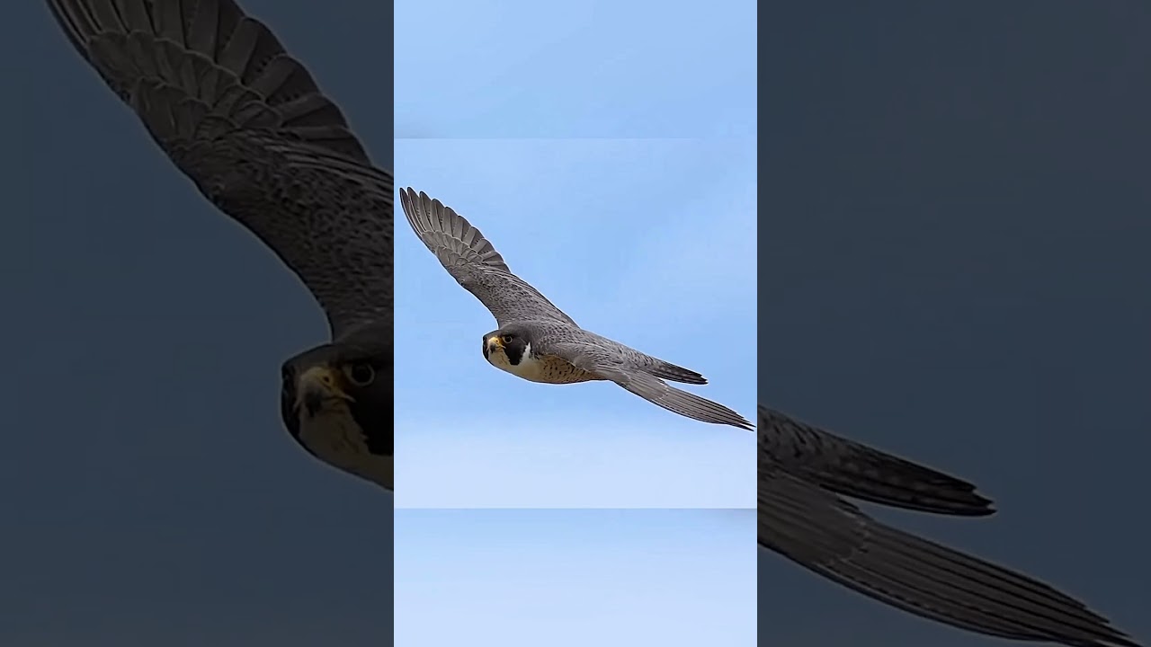 Cheetah vs. Falcon Who’s the Real Speed King 