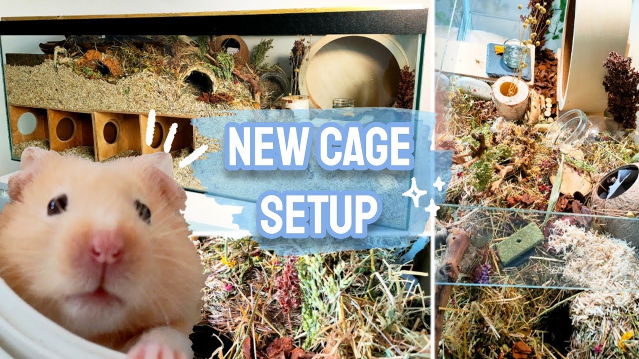 Upgrading HAMSTER's Natural Cage Setup - Cleaning German Inspired Enclosure + Haul! 🐹🌿