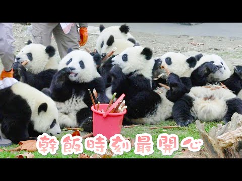 《熊貓主題趴》向著盆盆奶，沖呀！| iPanda熊貓頻道