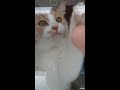 【番外編】窓越しの猫マロンちゃん2 Get along with cats.　#Shorts