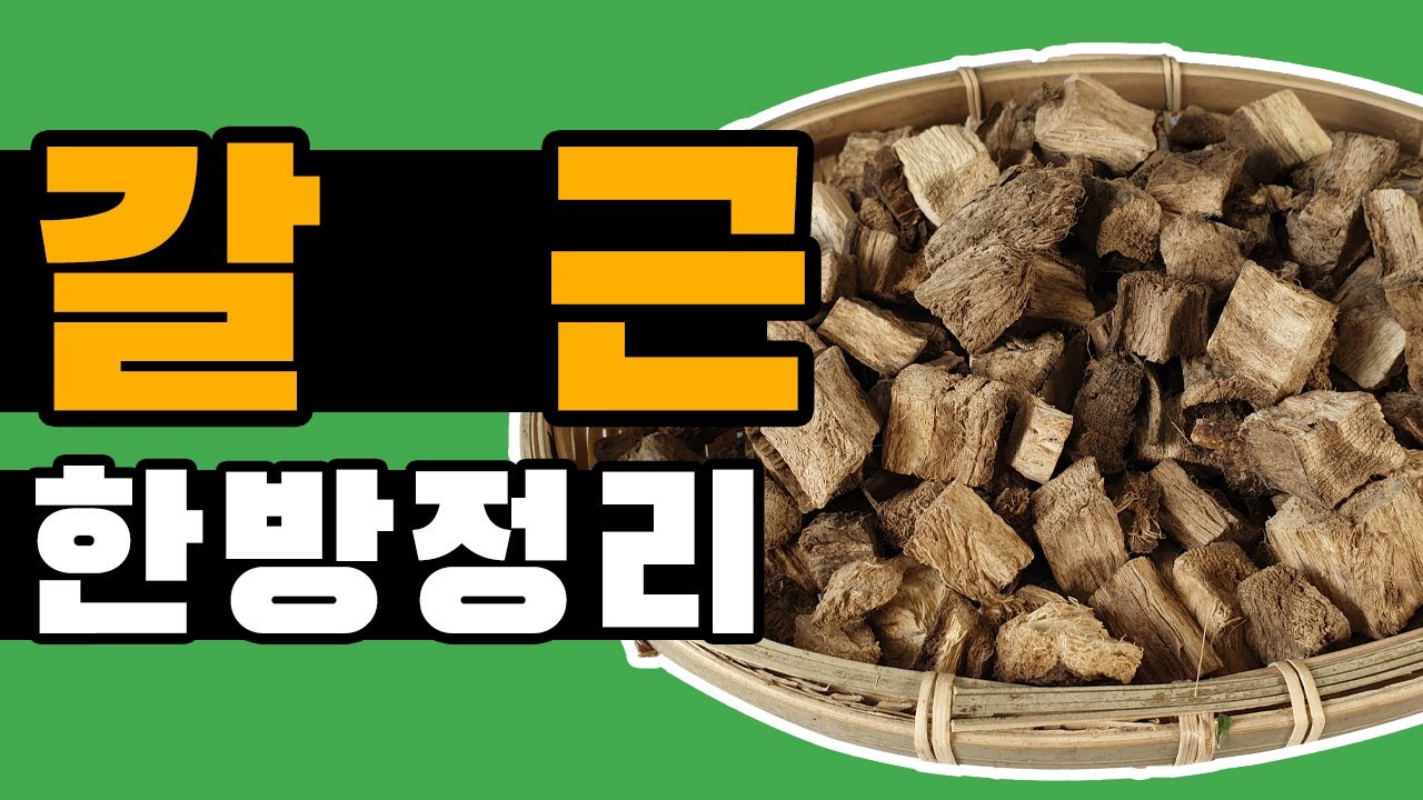 칡=갈근!! 술 깨는데 좋은 칡!! / 효능,먹는법,주의사항까지 [약방청년의 한방정리] - YouTube