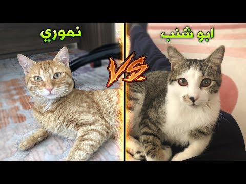 فيديو: سَلِّ القطط (Panleukopenia): الجزء 2
