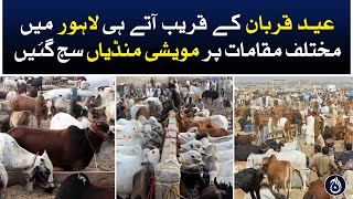 Cattle markets have been set up at various places in Lahore on the arrival of Eid-ul-Adha - Aaj News