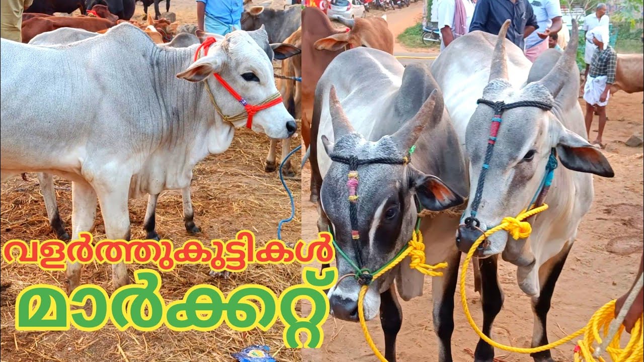 വളർത്തുകുട്ടികളുടെ മാർക്കറ്റ് | Vaniyamkulam Chandha | Buffalo | TECH AND VLOGS