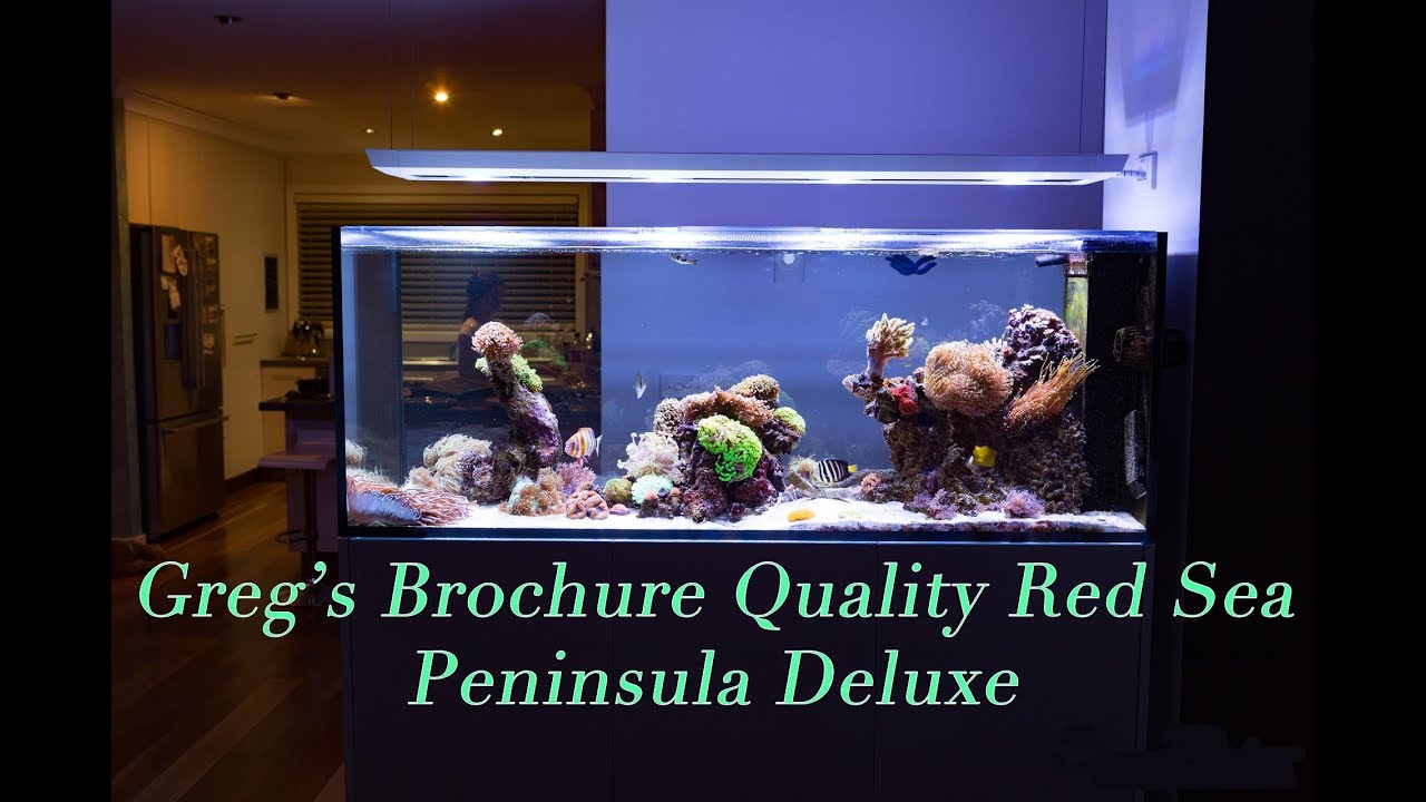 Greg's Stunning Red Sea Peninsula