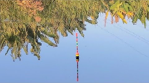 Spot Mancing Ikan Nila Liar Terbaik Isinya Babon Semua